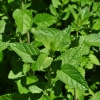 Salvia dolicantha -- Salbei